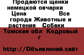 Продаются щенки немецкой овчарки!!! › Цена ­ 6000-8000 - Все города Животные и растения » Собаки   . Томская обл.,Кедровый г.